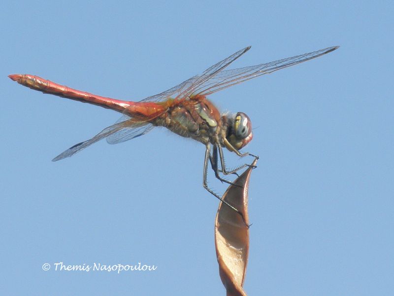 Sympetrum fonscolombii femmina?